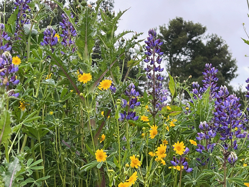 wildflower seeding image