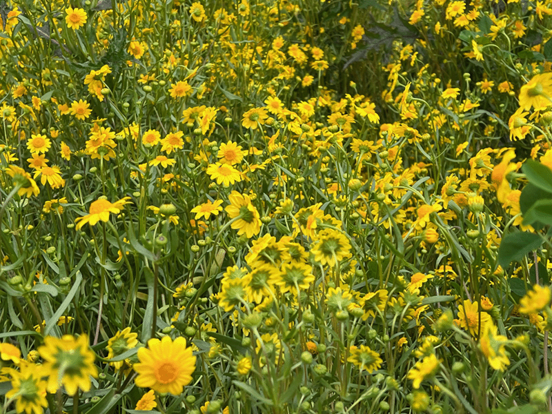 Wildflower Seeding