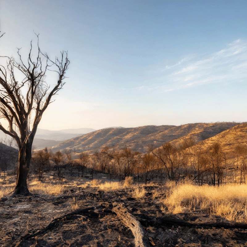 burn scar from wildfire image