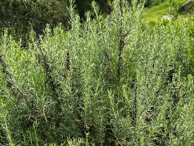 Image of Drought Tolerant Planting